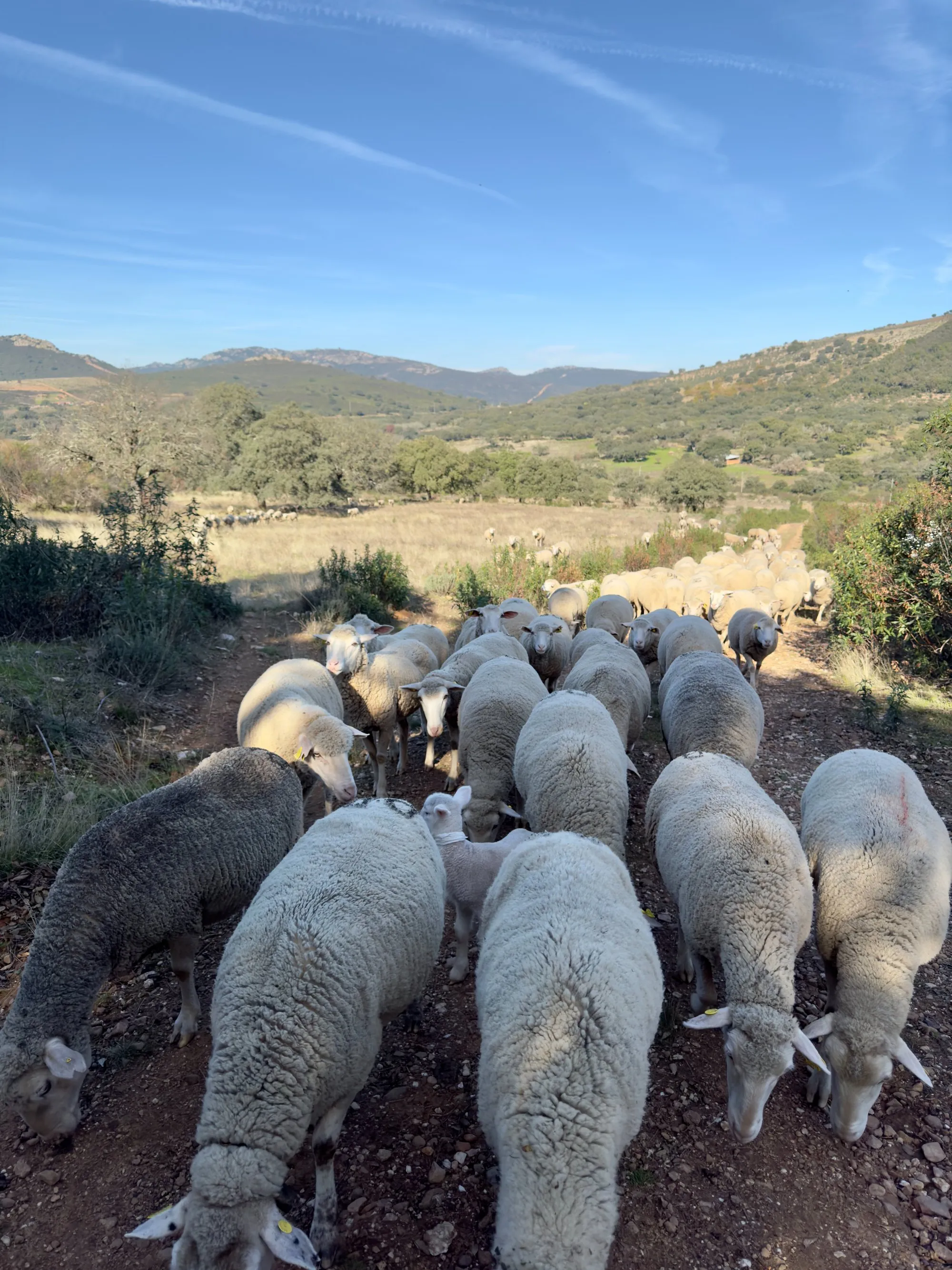 Rebaño avanzando por un camino de la dehesa