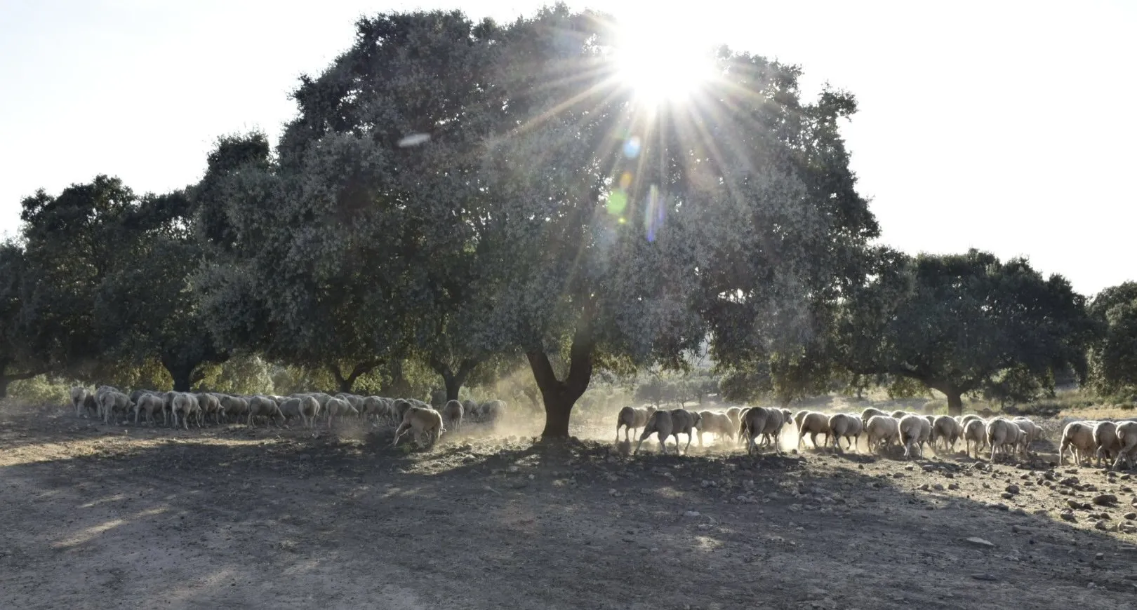 Dehesa extremeña a contraluz al atardecer